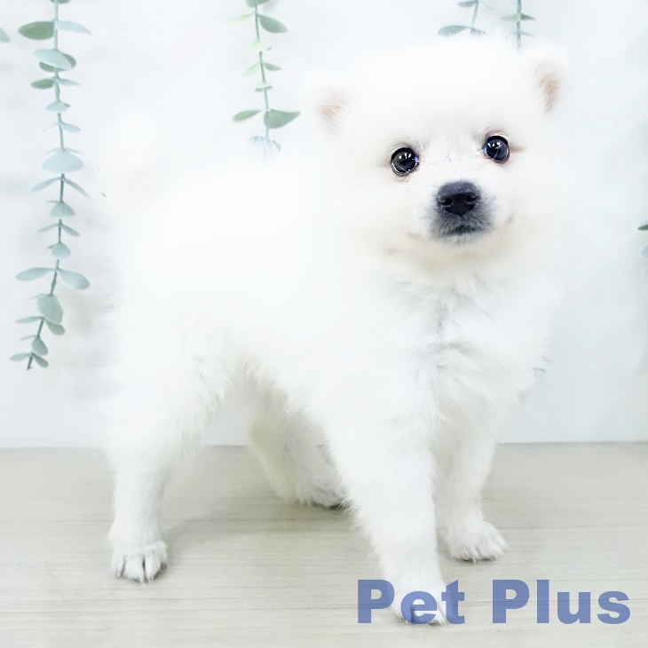 宮城県の日本スピッツ (ペットプラス 仙台上杉店/2025年10月10日生まれ/女の子/ホワイト)の子犬の1枚目の画像
