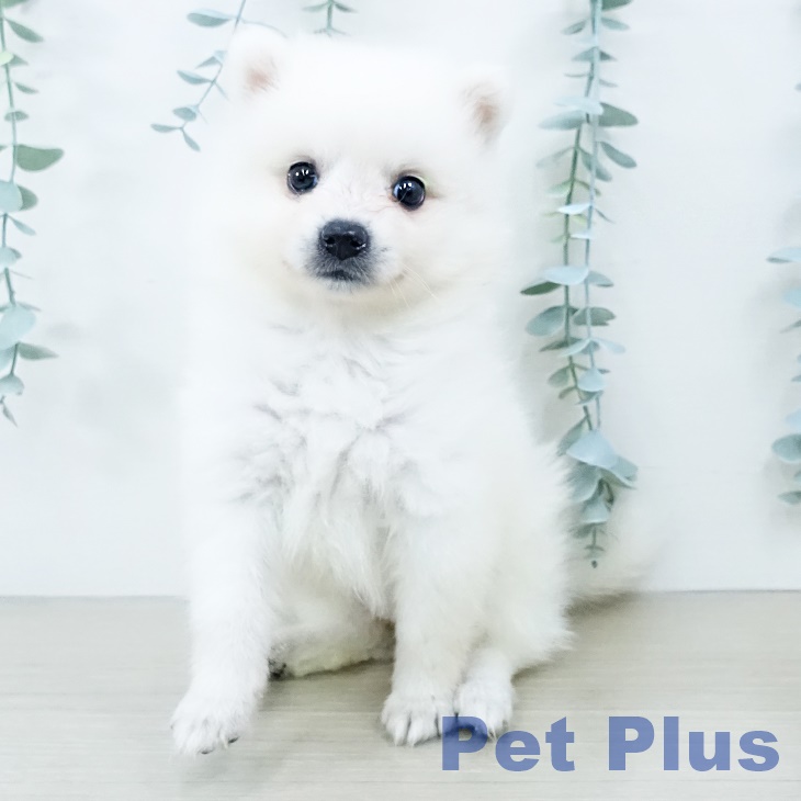 宮城県の日本スピッツ (ペットプラス 仙台上杉店/2025年10月10日生まれ/女の子/ホワイト)の子犬の2枚目の画像