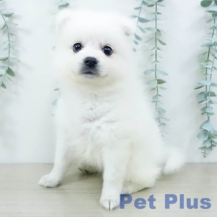 福島県の日本スピッツ (ペットプラス 福島店/2025年10月10日生まれ/女の子/ホワイト)の子犬の1枚目の画像