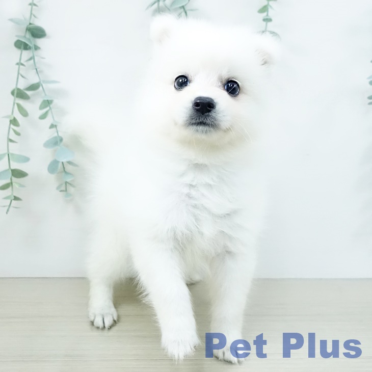 福島県の日本スピッツ (ペットプラス 福島店/2025年10月10日生まれ/女の子/ホワイト)の子犬の2枚目の画像