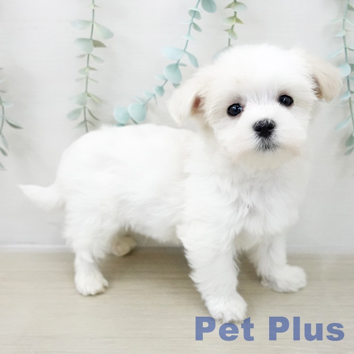 岩手県のマルチーズ (ペットプラス 盛岡南店/2025年10月10日生まれ/男の子/ホワイト)の子犬の1枚目の画像