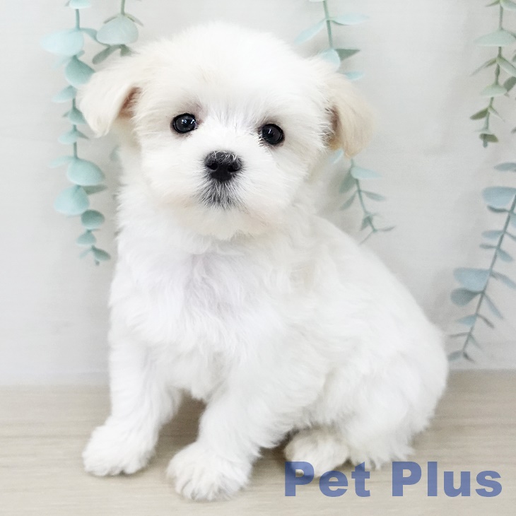 岩手県のマルチーズ (ペットプラス 盛岡南店/2025年10月10日生まれ/男の子/ホワイト)の子犬の2枚目の画像