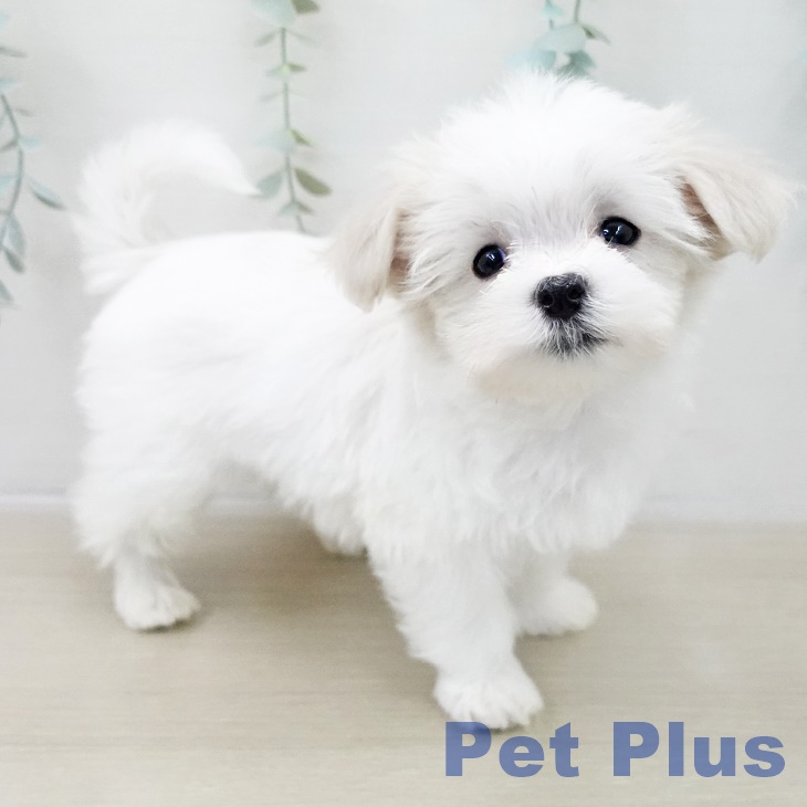 千葉県のマルチーズ (ペッツワン 千葉ニュータウン店/2025年10月10日生まれ/女の子/ホワイト)の子犬の1枚目の画像