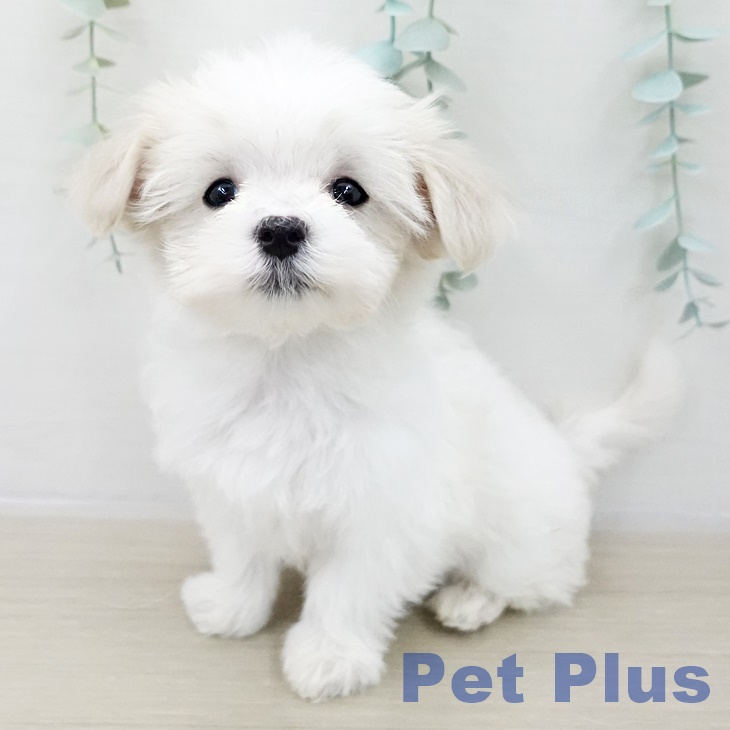千葉県のマルチーズ (ペッツワン 千葉ニュータウン店/2025年10月10日生まれ/女の子/ホワイト)の子犬の2枚目の画像