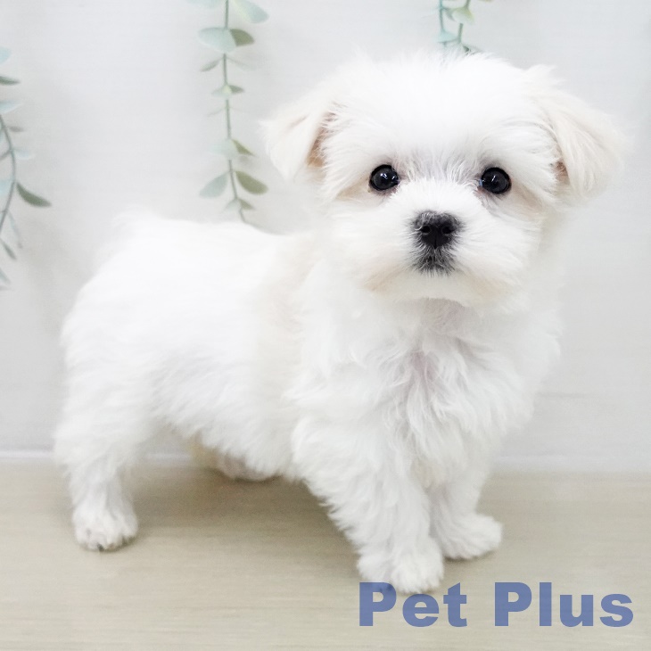 長野県のマルチーズ (ペットプラス 長野店/2025年10月10日生まれ/女の子/ホワイト)の子犬の1枚目の画像