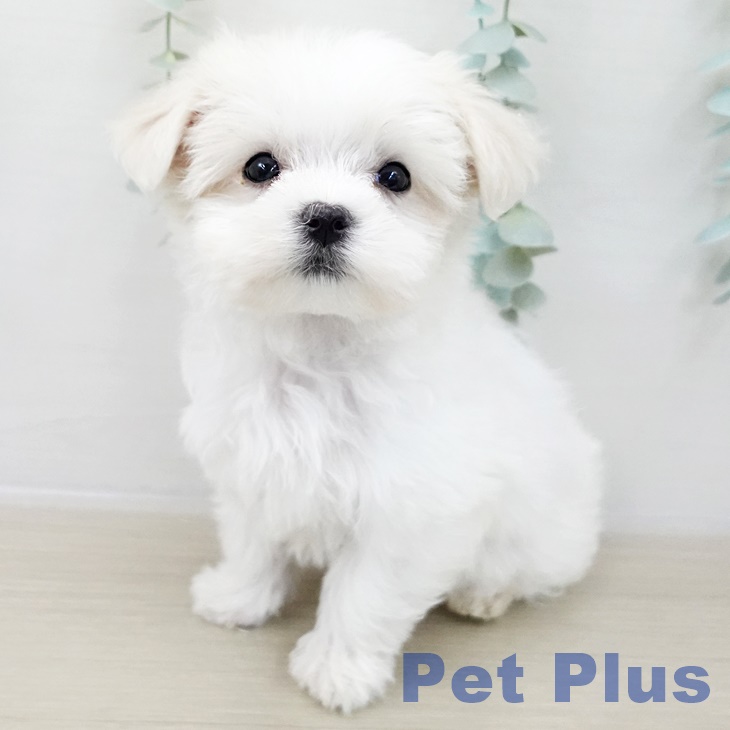 長野県のマルチーズ (ペットプラス 長野店/2025年10月10日生まれ/女の子/ホワイト)の子犬の2枚目の画像