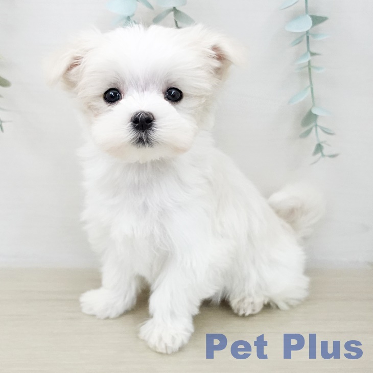 埼玉県のマルチーズ (ペットプラス イオンモール春日部店/2025年10月10日生まれ/女の子/ホワイト)の子犬の1枚目の画像