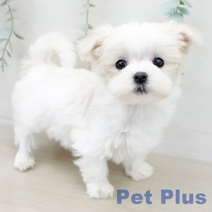 埼玉県のマルチーズ (ペットプラス イオンモール春日部店/2025年10月10日生まれ/女の子/ホワイト)の子犬の2枚目の画像