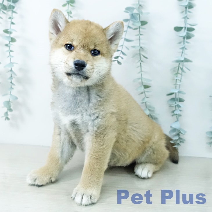 東京都の柴犬(標準サイズ) (ペットプラス 多摩平の森店/2025年10月11日生まれ/男の子/赤)の子犬の1枚目の画像