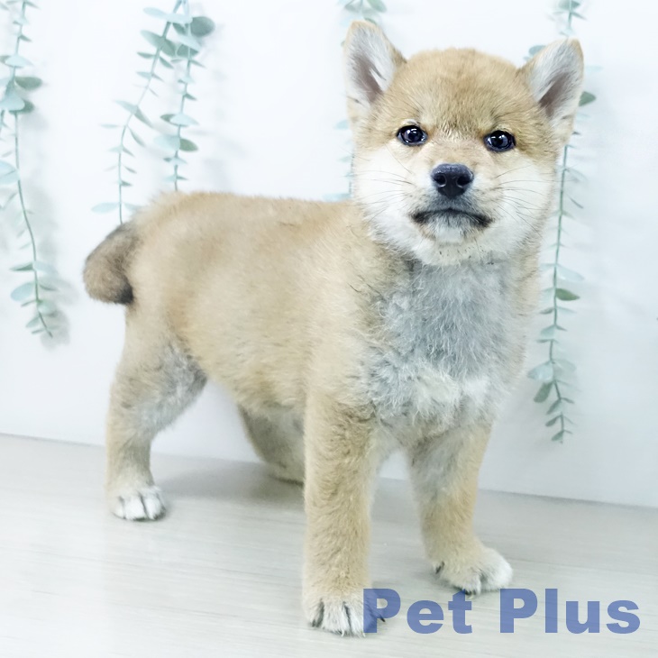 東京都の柴犬(標準サイズ) (ペットプラス 多摩平の森店/2025年10月11日生まれ/男の子/赤)の子犬の2枚目の画像