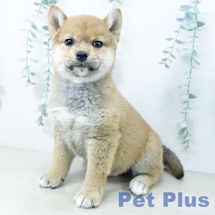 東京都の柴犬(標準サイズ) (ペットプラス むさし村山店/2025年10月11日生まれ/男の子/赤)の子犬の1枚目の画像