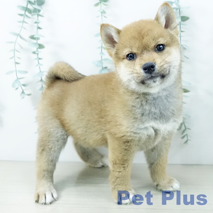 東京都の柴犬(標準サイズ) (ペットプラス むさし村山店/2025年10月11日生まれ/男の子/赤)の子犬の2枚目の画像