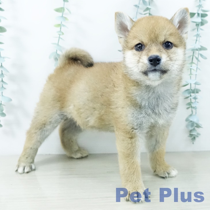 福島県の柴犬(標準サイズ) (ペットプラス イオンタウン郡山店/2025年10月11日生まれ/男の子/赤)の子犬の1枚目の画像