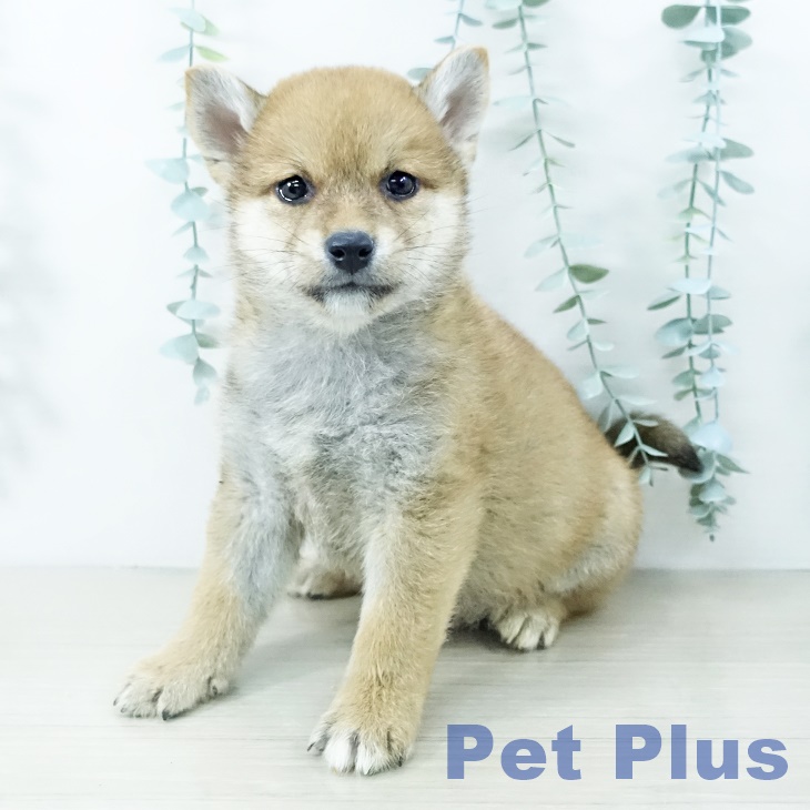 福島県の柴犬(標準サイズ) (ペットプラス イオンタウン郡山店/2025年10月11日生まれ/男の子/赤)の子犬の2枚目の画像