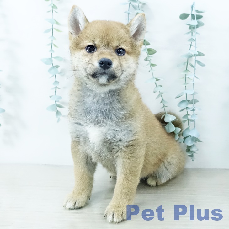 宮城県の柴犬(標準サイズ) (ペットプラス 名取店/2025年10月11日生まれ/女の子/赤)の子犬の1枚目の画像