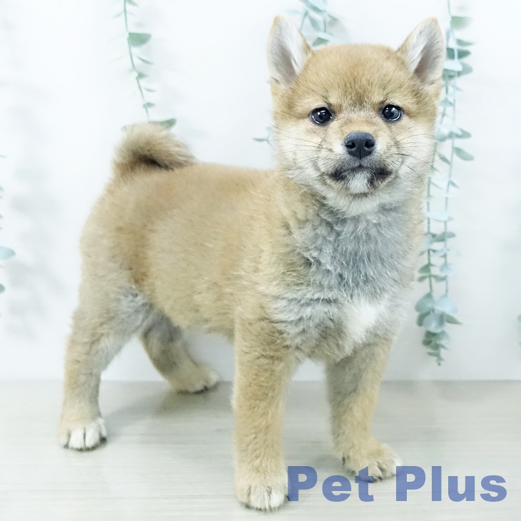 宮城県の柴犬(標準サイズ) (ペットプラス 名取店/2025年10月11日生まれ/女の子/赤)の子犬の2枚目の画像