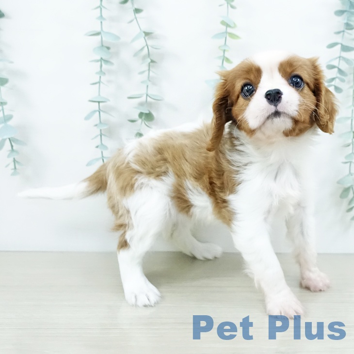 キャバリア・キングチャールズ・スパニエル