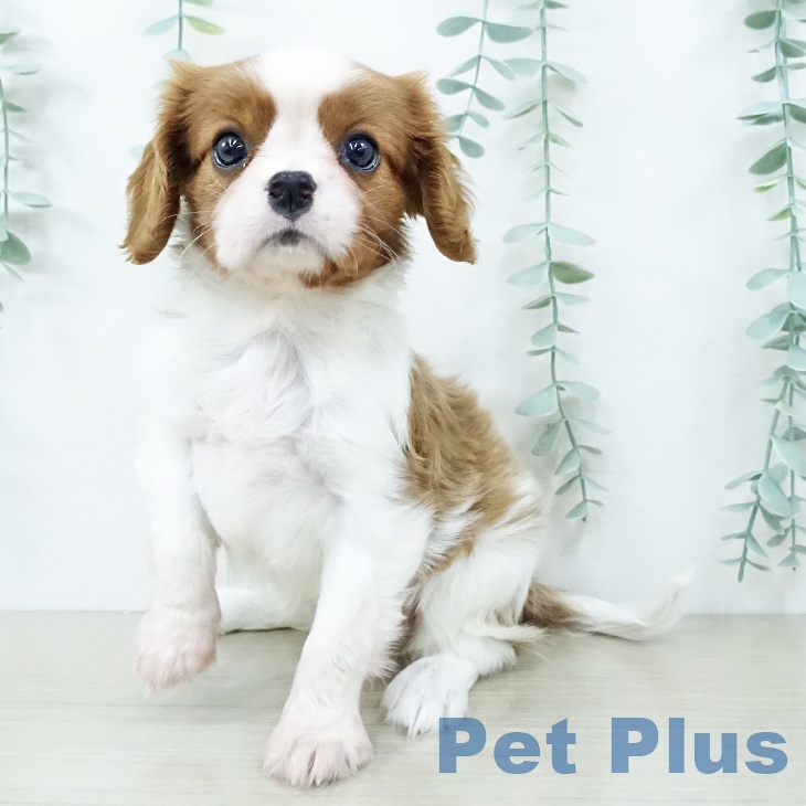 キャバリア・キングチャールズ・スパニエル