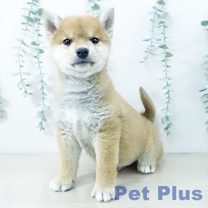 埼玉県の柴犬(標準サイズ) (ペットプラス 上尾店/2025年10月11日生まれ/男の子/赤)の子犬の1枚目の画像