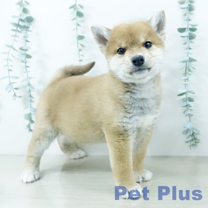 埼玉県の柴犬(標準サイズ) (ペットプラス 上尾店/2025年10月11日生まれ/男の子/赤)の子犬の2枚目の画像