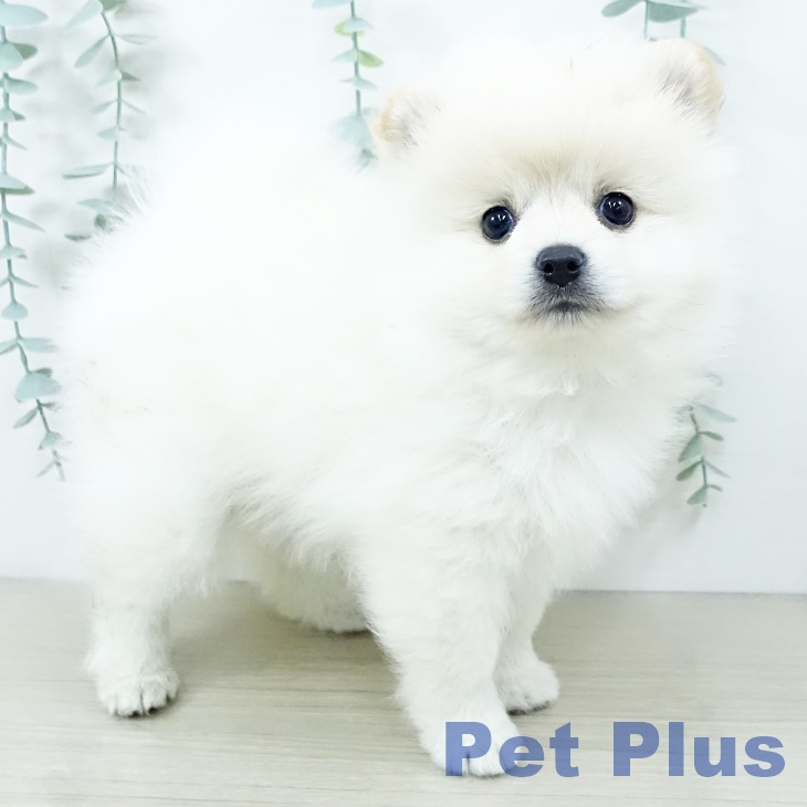 千葉県のポメラニアン (ペットプラス 成田店/2025年10月10日生まれ/男の子/クリーム)の子犬の1枚目の画像