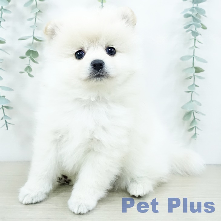 千葉県のポメラニアン (ペットプラス 成田店/2025年10月10日生まれ/男の子/クリーム)の子犬の2枚目の画像
