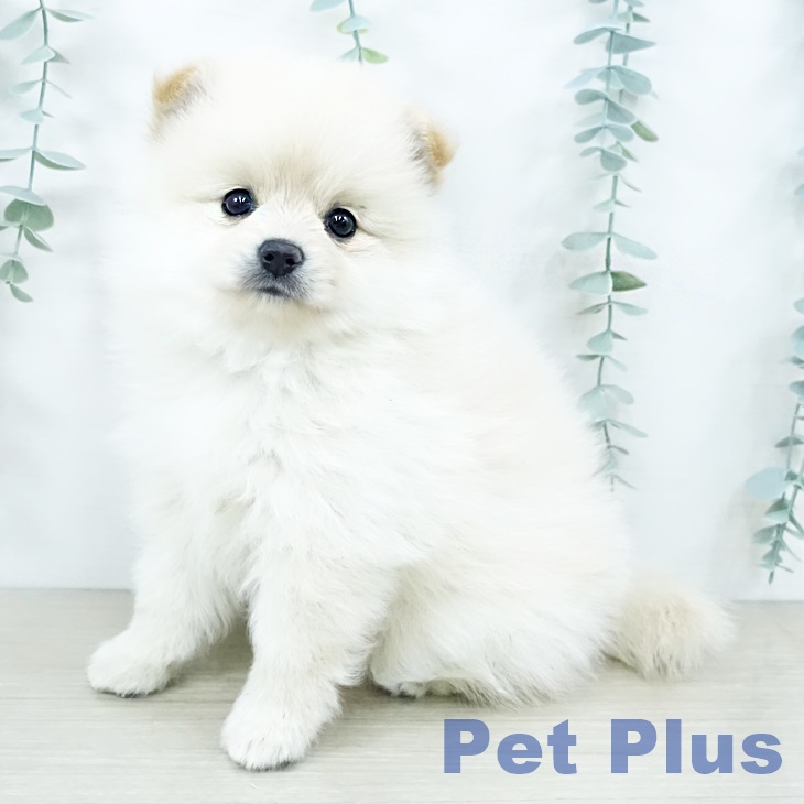 東京都のポメラニアン (ペットプラス むさし村山店/2025年10月10日生まれ/女の子/クリーム)の子犬