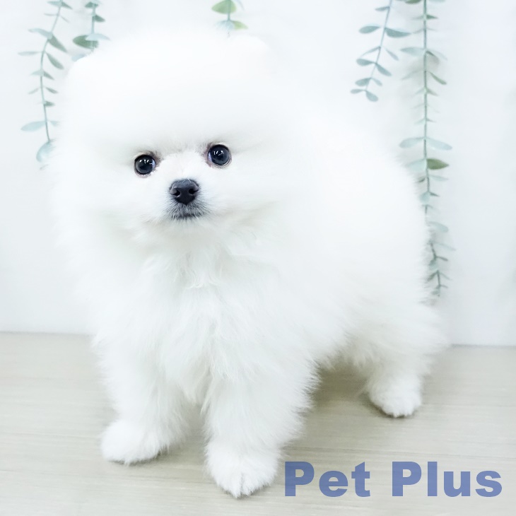 千葉県のポメラニアン (ペッツワン 千葉ニュータウン店/2025年10月8日生まれ/男の子/ホワイトクリーム)の子犬の1枚目の画像
