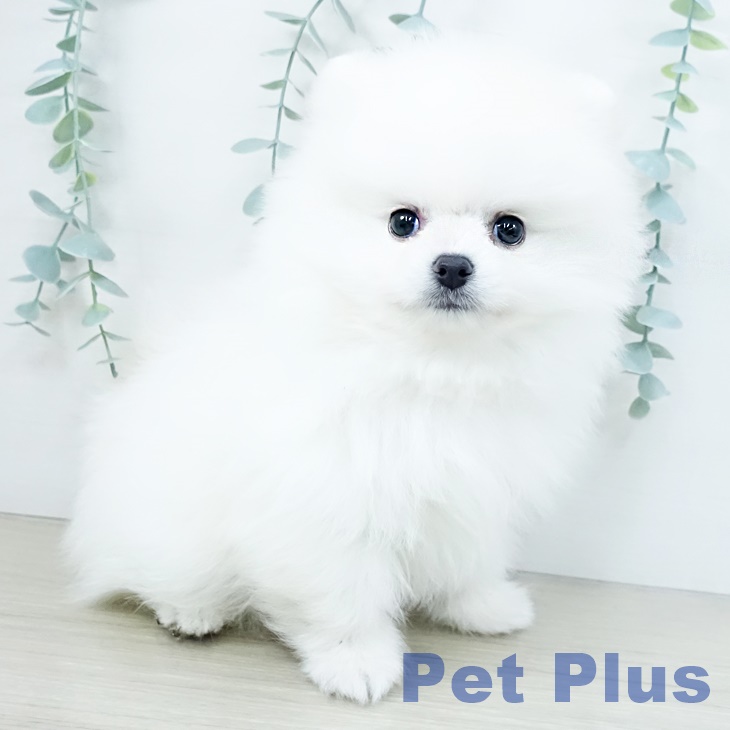 千葉県のポメラニアン (ペッツワン 千葉ニュータウン店/2025年10月8日生まれ/男の子/ホワイトクリーム)の子犬の2枚目の画像