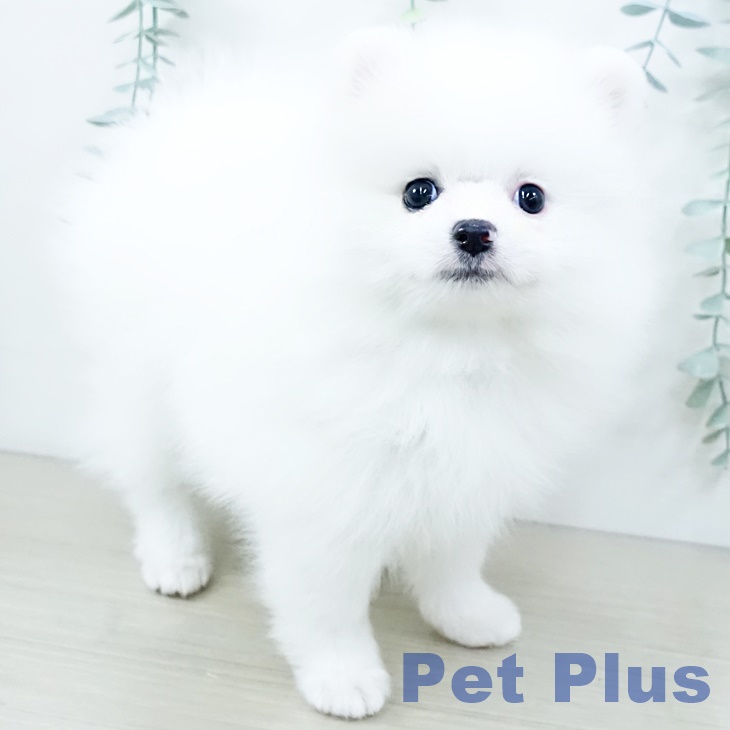 ポメラニアン