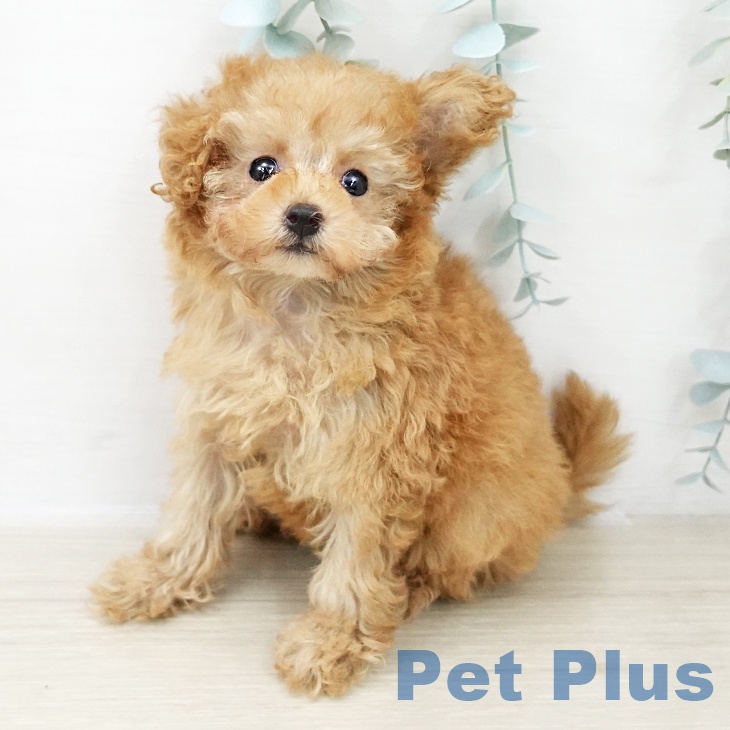 トイ・プードル