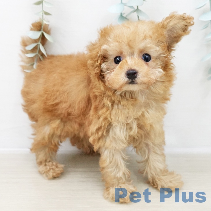 トイ・プードル