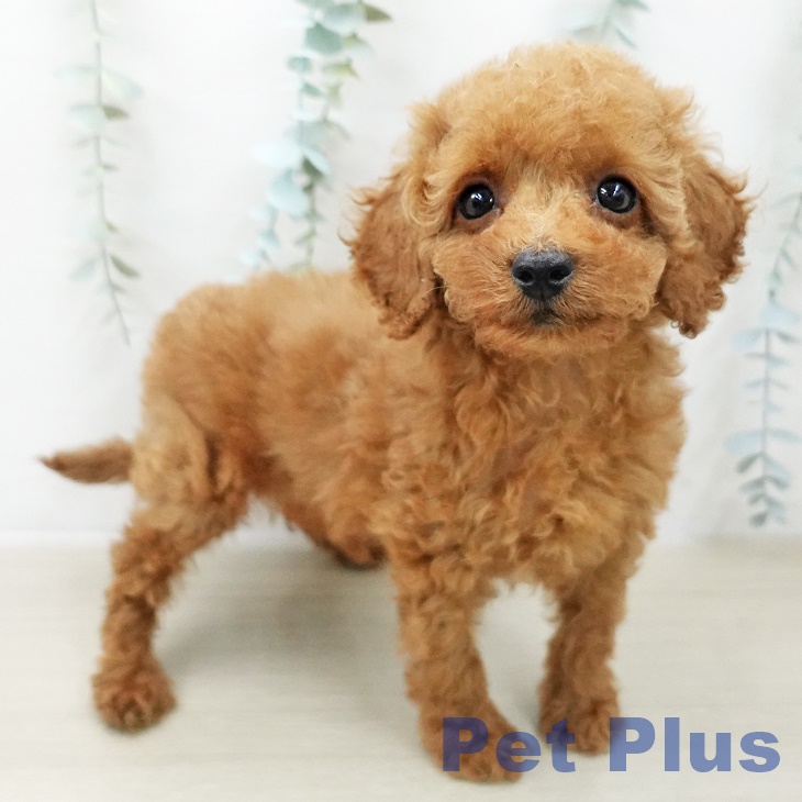 トイ・プードル