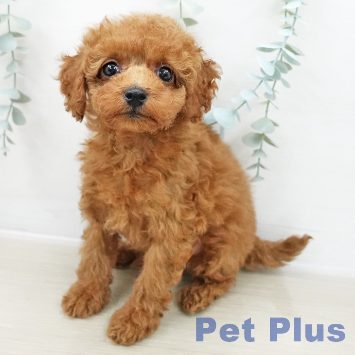 埼玉県のトイプードル(トイ) (ペットプラス クレアモール川越店/2025年10月6日生まれ/男の子/レッド)の子犬の1枚目の画像