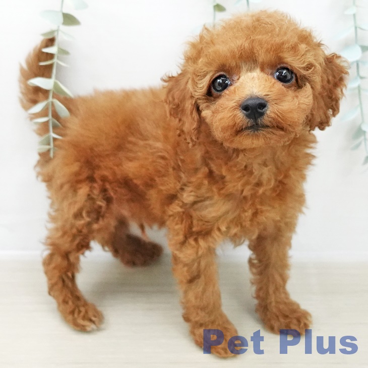 埼玉県のトイプードル(トイ) (ペットプラス クレアモール川越店/2025年10月6日生まれ/男の子/レッド)の子犬の2枚目の画像