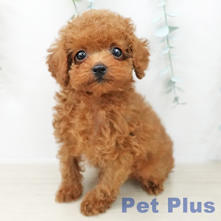 埼玉県のトイプードル(トイ) (ペットプラス 羽生店/2025年10月6日生まれ/男の子/レッド)の子犬の1枚目の画像