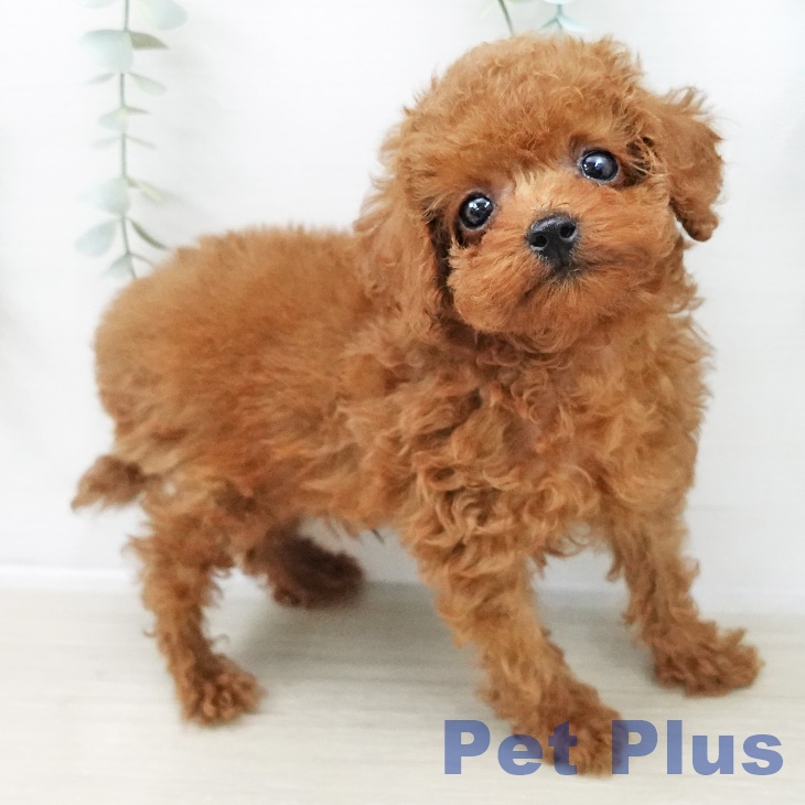 埼玉県のトイプードル(トイ) (ペットプラス 羽生店/2025年10月6日生まれ/男の子/レッド)の子犬の2枚目の画像