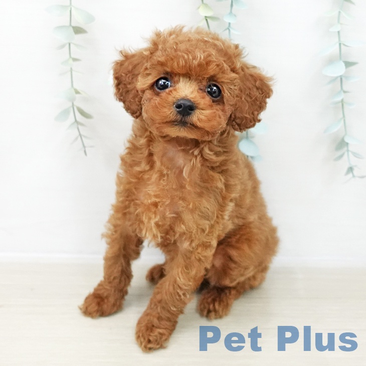 トイ・プードル