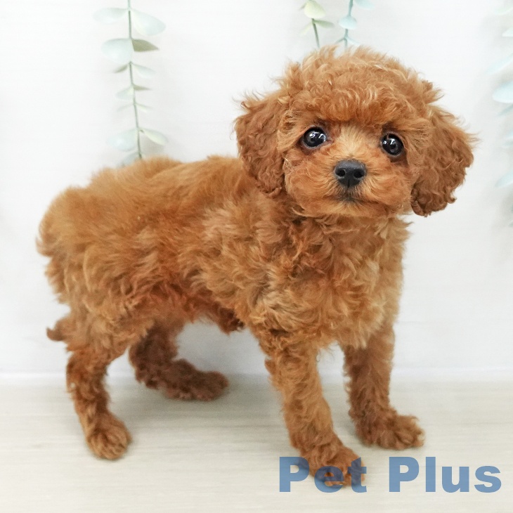 トイ・プードル