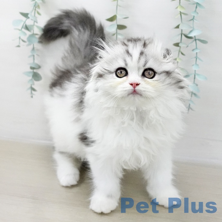 千葉県のスコティッシュフォールド (ペットプラス 成田店/2025年10月1日生まれ/男の子/シルバータビーホワイト)の子猫の1枚目の画像