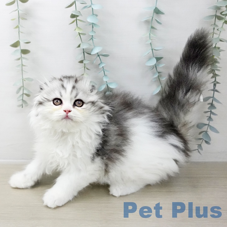 千葉県のスコティッシュフォールド (ペットプラス 成田店/2025年10月1日生まれ/男の子/シルバータビーホワイト)の子猫の2枚目の画像