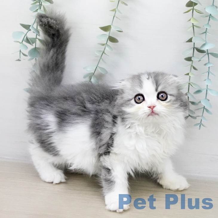 スコティッシュフォールド