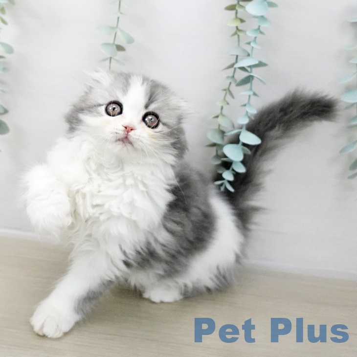 スコティッシュフォールド