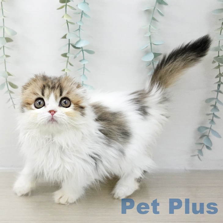 スコティッシュフォールド