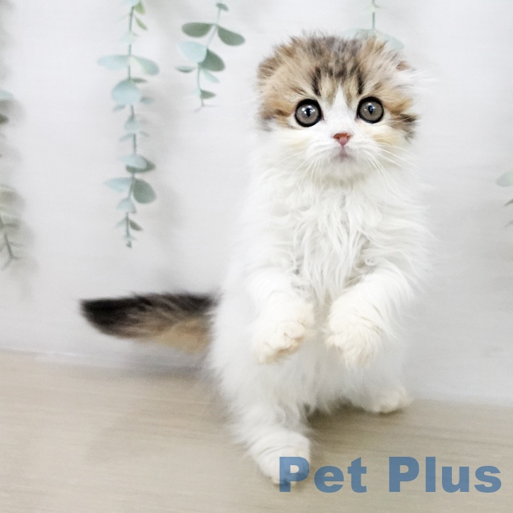 スコティッシュフォールド