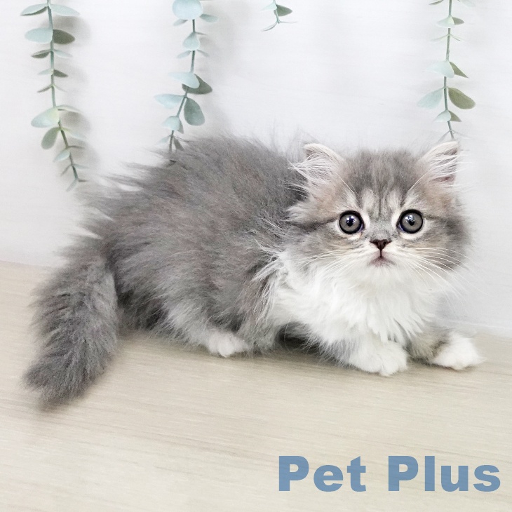 スコティッシュフォールド