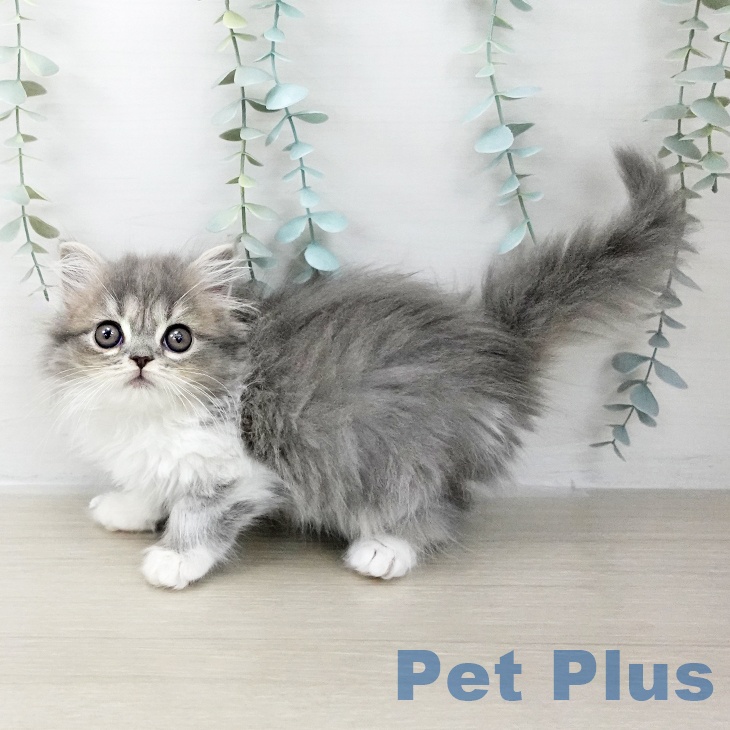 スコティッシュフォールド