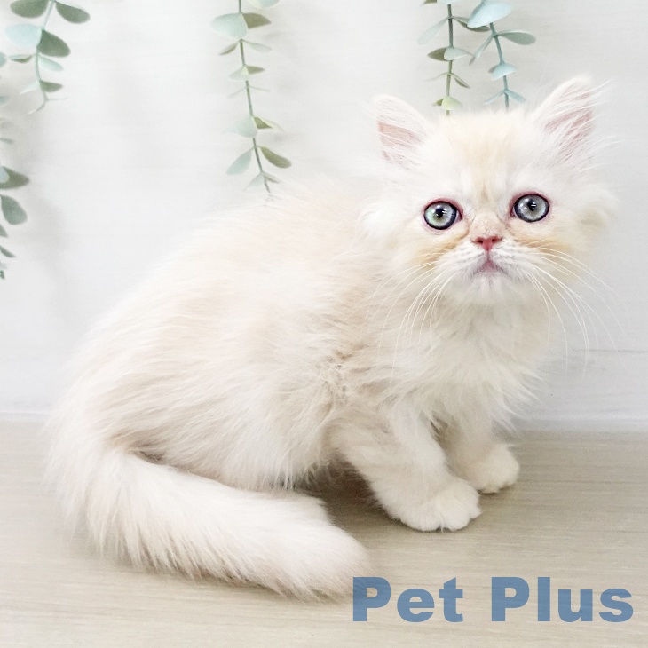 埼玉県のスコティッシュフォールド (ペッツワン 新座店/2025年9月28日生まれ/男の子/クリームタビーホワイト)の子猫