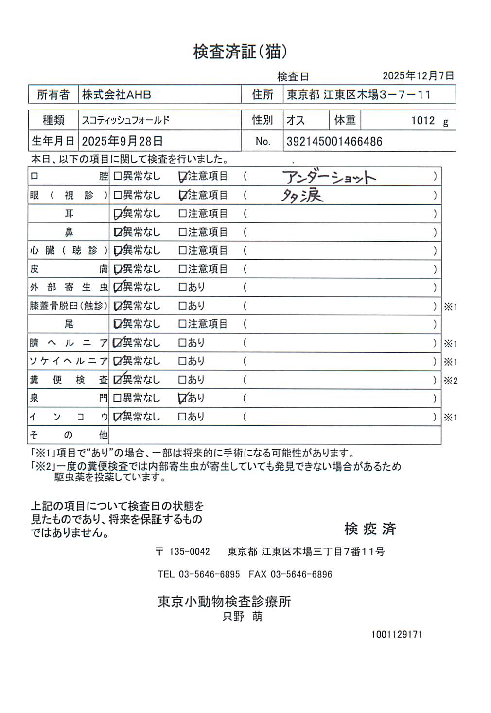 スコティッシュフォールド