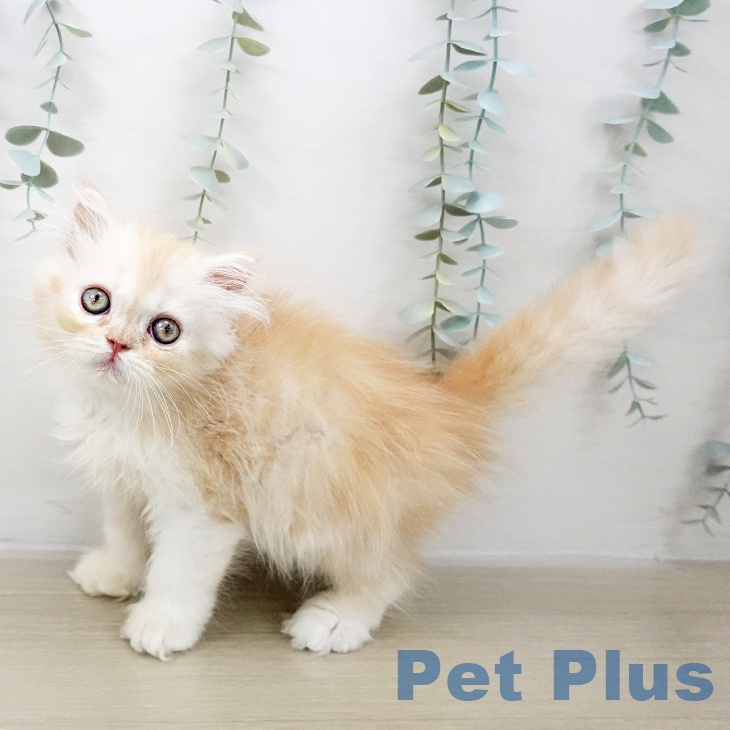 埼玉県のスコティッシュフォールド (ペットプラス 八潮店/2025年9月28日生まれ/女の子/カメオタビーホワイト)の子猫の1枚目の画像